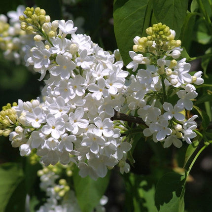 Syringa v. 'Mme Lemoine'