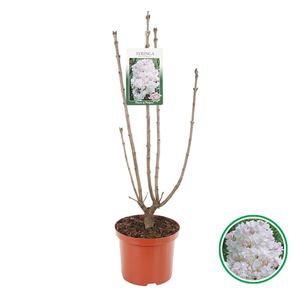 Syringa vulgaris Beauty of Moscow - Sering