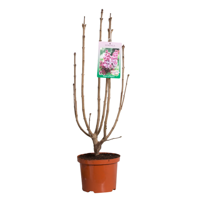 Syringa vulgaris Belle de Nancy - Sering