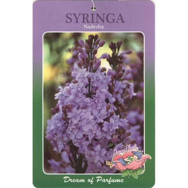 Syringa vulgaris Nadezhda