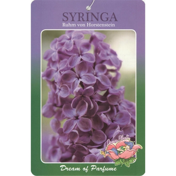 Syringa vulgaris Rhum von Horstenstein