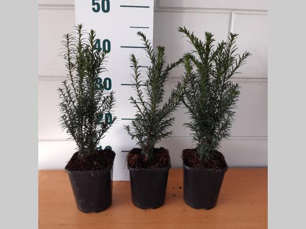 Taxus baccata - Venijnboom haag kopen