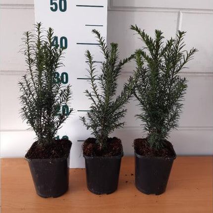 Taxus Baccata - Venijnboom haagplant in pot