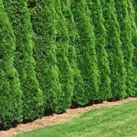 Thuja occidentalis 'Smaragd' haag pakket per meter - Tuinplantenloods