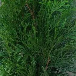 Thuja occidentalis 'Smaragd' haag pakket per meter - Tuinplantenloods