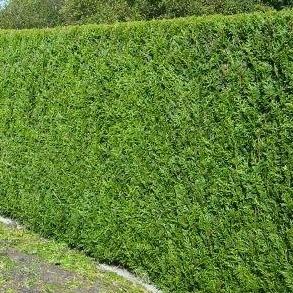 Thuja plicata 'Atrovirens' haag pakket per meter - Tuinplantenloods