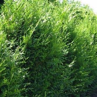 Thuja plicata 'Atrovirens' haag pakket per meter - Tuinplantenloods