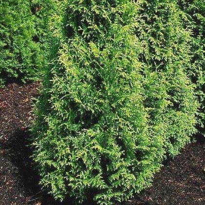 Thuja plicata 'Gelderland' haag pakket per meter - Tuinplantenloods