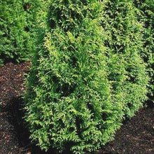 Afbeelding in Gallery-weergave laden, Thuja plicata &#39;Gelderland&#39; haag pakket per meter - Tuinplantenloods
