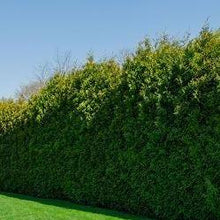 Afbeelding in Gallery-weergave laden, Thuja plicata &#39;Excelsa&#39; haag pakket per meter - Tuinplantenloods
