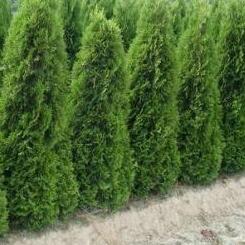 Thuja plicata 'Excelsa' haag pakket per meter - Tuinplantenloods