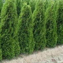 Afbeelding in Gallery-weergave laden, Thuja plicata &#39;Excelsa&#39; haag pakket per meter - Tuinplantenloods
