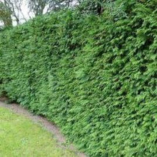 Afbeelding in Gallery-weergave laden, Thuja plicata &#39;Gelderland&#39; haag pakket per meter - Tuinplantenloods
