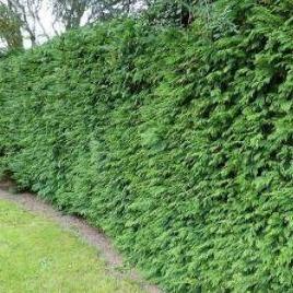 Thuja plicata 'Gelderland' haag pakket per meter - Tuinplantenloods
