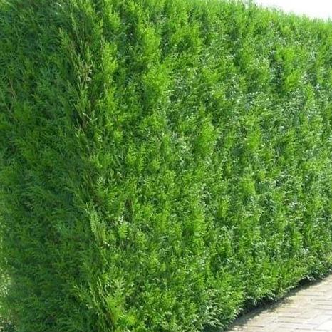 Thuja plicata 'Martin' haag pakket per meter - Tuinplantenloods