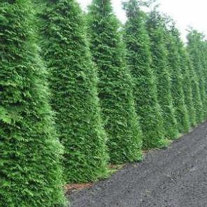 Thuja plicata 'Martin' haag pakket per meter - Tuinplantenloods