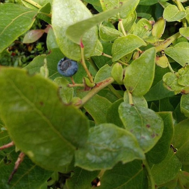 Vaccinium cor. 'Emblue'
