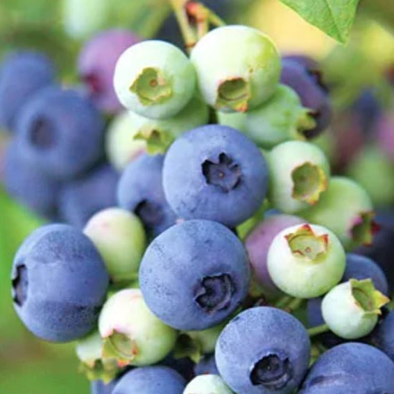 Vaccinium cor. 'Emblue'
