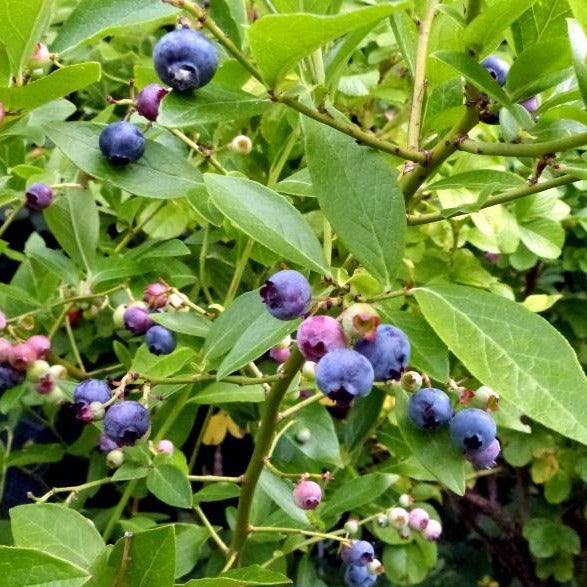 Vaccinium cor. 'Goldtraube 71'