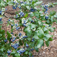 Afbeelding in Gallery-weergave laden, Vaccinium cor. &#39;Northland&#39;

