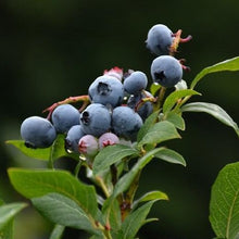 Afbeelding in Gallery-weergave laden, Vaccinium cor. &#39;Northland&#39;
