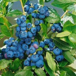 Vaccinium cor. 'Patriot'
