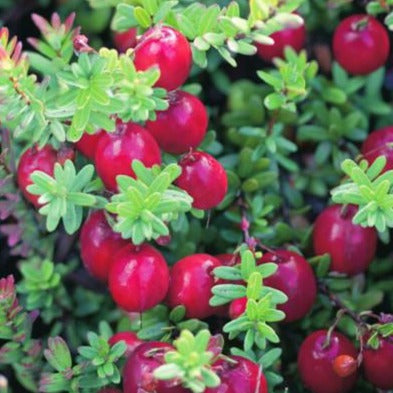 Vaccinium macrocarpon 'Early Black' - Cranberry