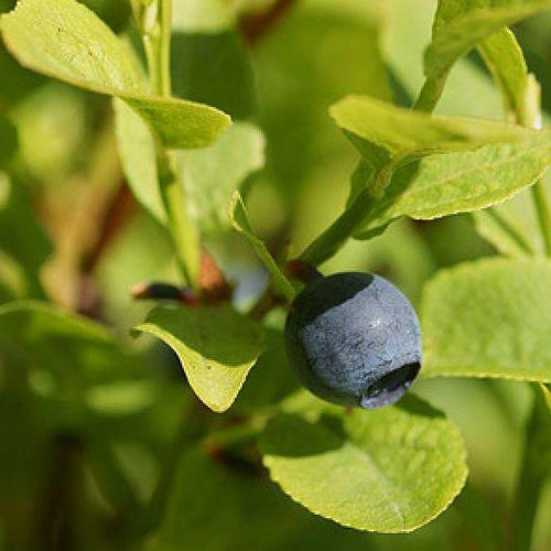 Vaccinium myrtillus