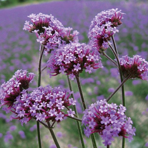 Verbena bonariensis