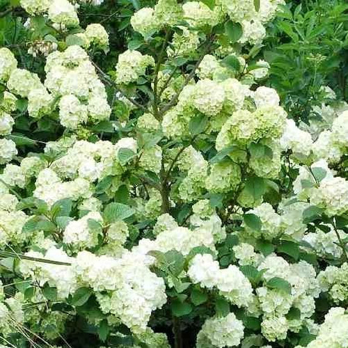 Viburnum plic. 'Grandiflorum'