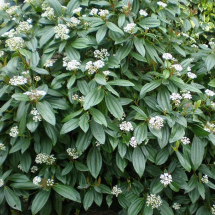 Viburnum davidii