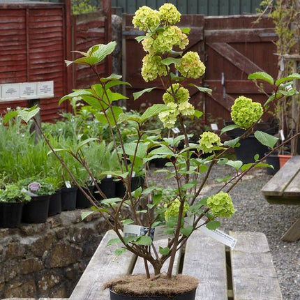 Viburnum plic. 'Grandiflorum'