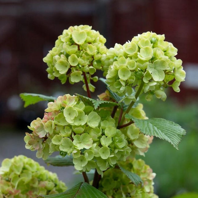Viburnum plic. 'Grandiflorum'