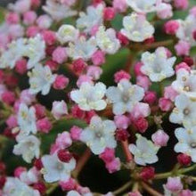 Afbeelding in Gallery-weergave laden, Viburnum tinus &#39;Gwenllian&#39; (Sneeuwbal) - Tuinplantenloods
