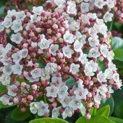 Viburnum tinus 'LisaRose' (Sneeuwbal) nieuwe soort - Tuinplantenloods