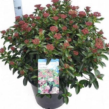 Viburnum tinus 'LisaRose' (Sneeuwbal) nieuwe soort - Tuinplantenloods