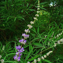 Afbeelding in Gallery-weergave laden, Vitex agnus-castus - Monnikenpeper
