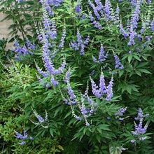 Afbeelding in Gallery-weergave laden, Vitex agnus-castus
