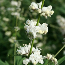 Afbeelding in Gallery-weergave laden, Vitex agnus-castus &#39;Albus&#39;
