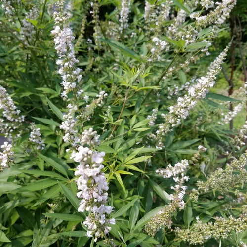 Vitex agnus-castus 'Albus'