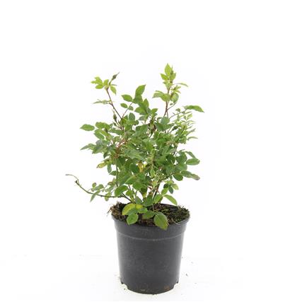 Rosa (P) 'Rote The Fairy' - Trosroos C1,5