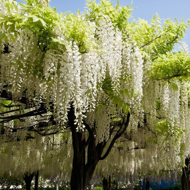 Wisteria floribunda 'Shiro-noda' - Japanse Witte Regen