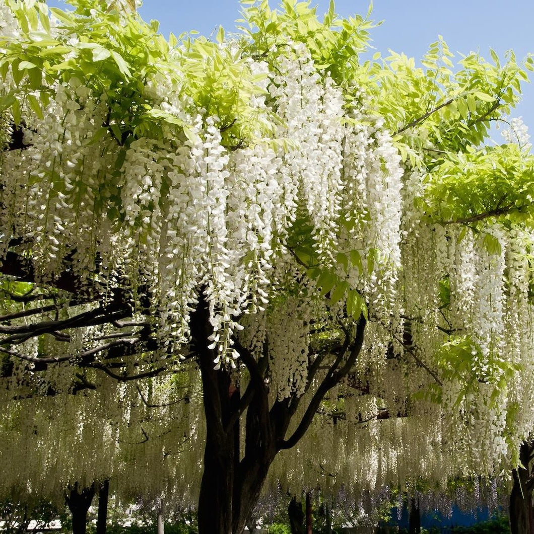 Wisteria 'Shiro-noda' - Witte Regen