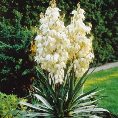 Yucca filamentosa