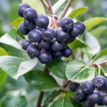 Zwarte Appelbes