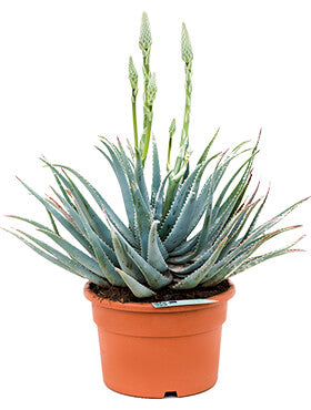 Aloe hybride 'Cuba'