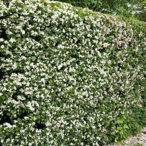 Meidoornhaag - crataegus monogyna