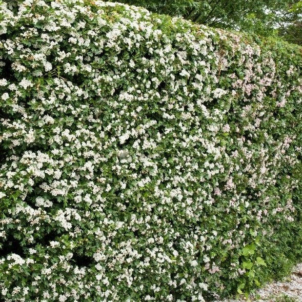 Meidoornhaag - crataegus monogyna