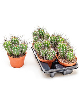 Stetsonia coryne 4/tray