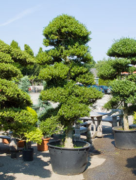 Ilex crenata 'Convexa'